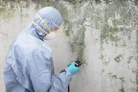 Best Water Damage & Mold Remediation  in Ripon, CA